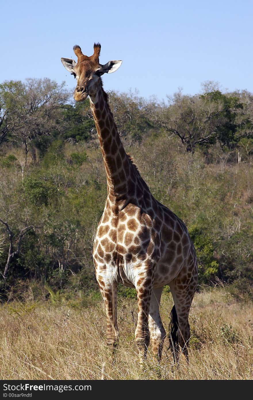 Giraffe, Kruger Park - South Africa