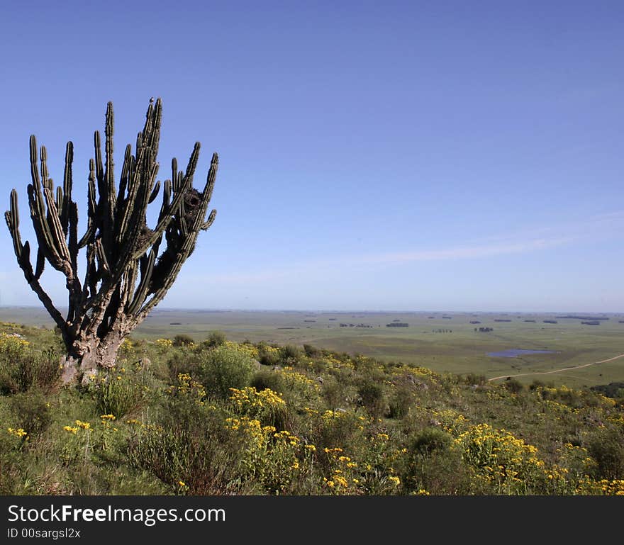 Cactus stands alone in a green and flat field in Uruguay