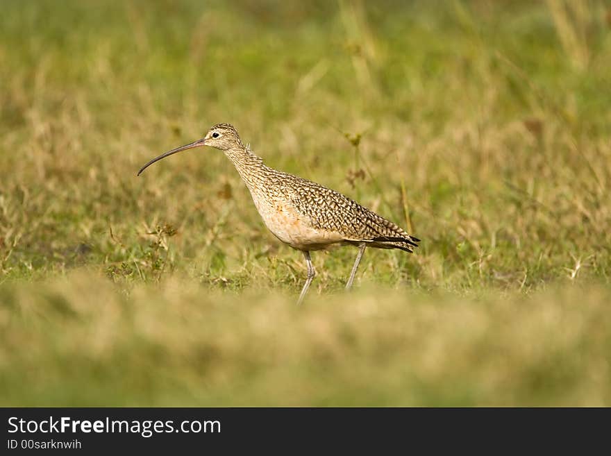 Long-billed Curlew hunting a field for a meal