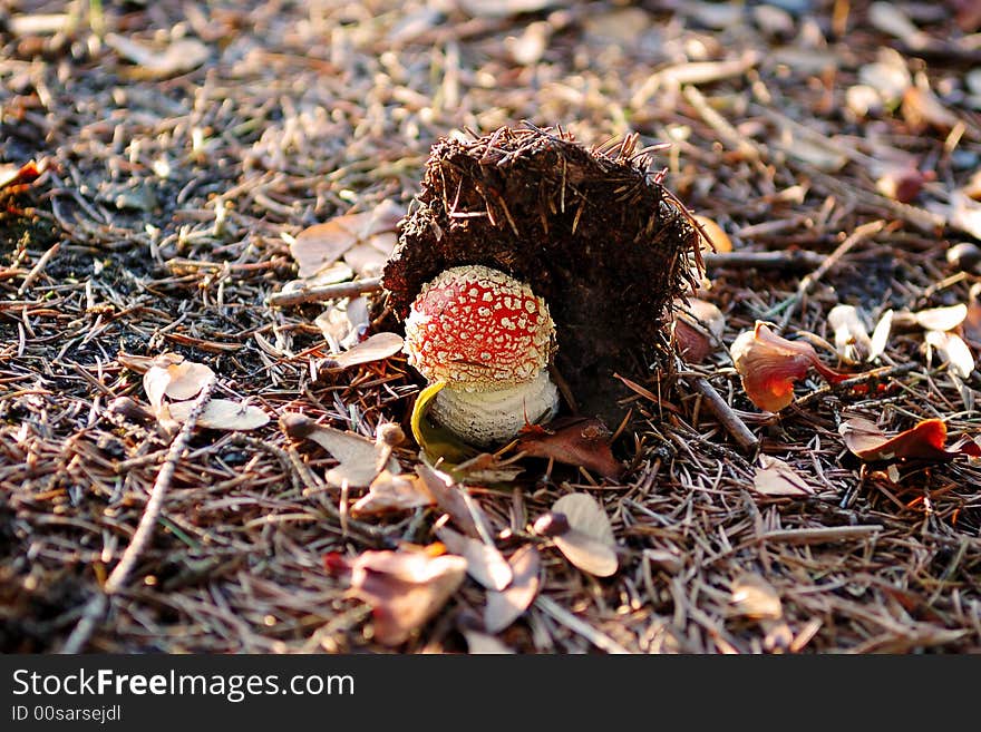 Small mushroom under the layer of the ground. Small mushroom under the layer of the ground