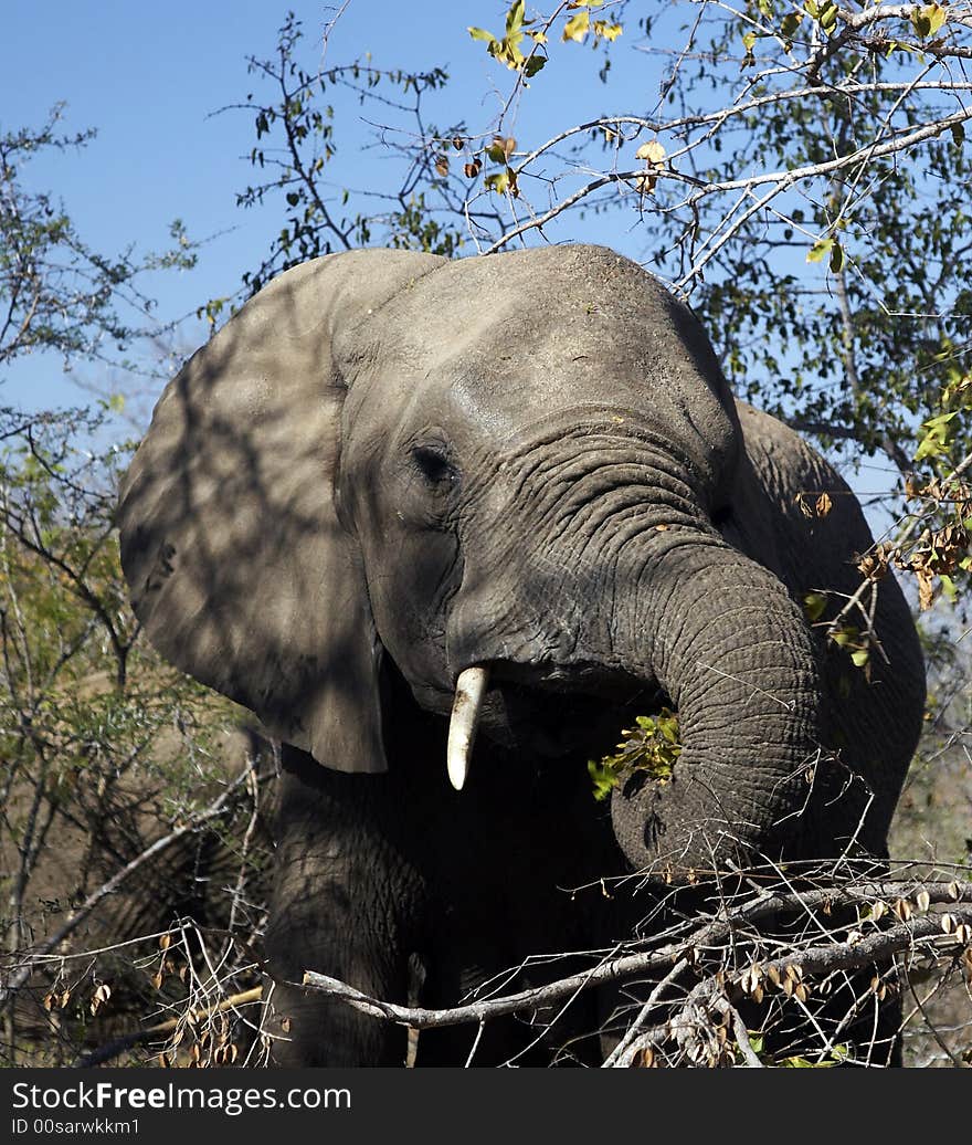 African Elephant grazing, Pilanesburg National Park, South Africa