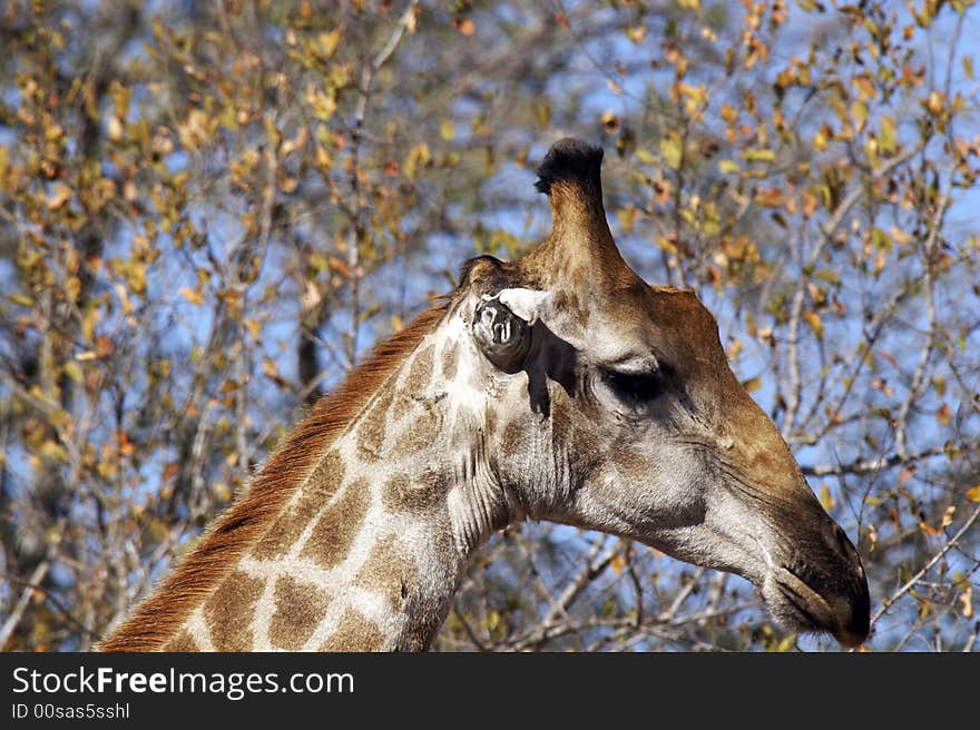 Giraffe face