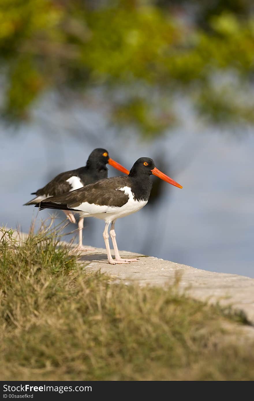 Pair Of American Oystercatchers