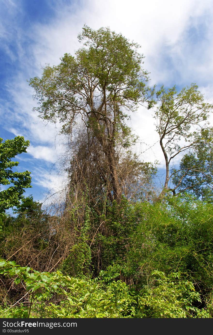 Wild jungle trees going high up