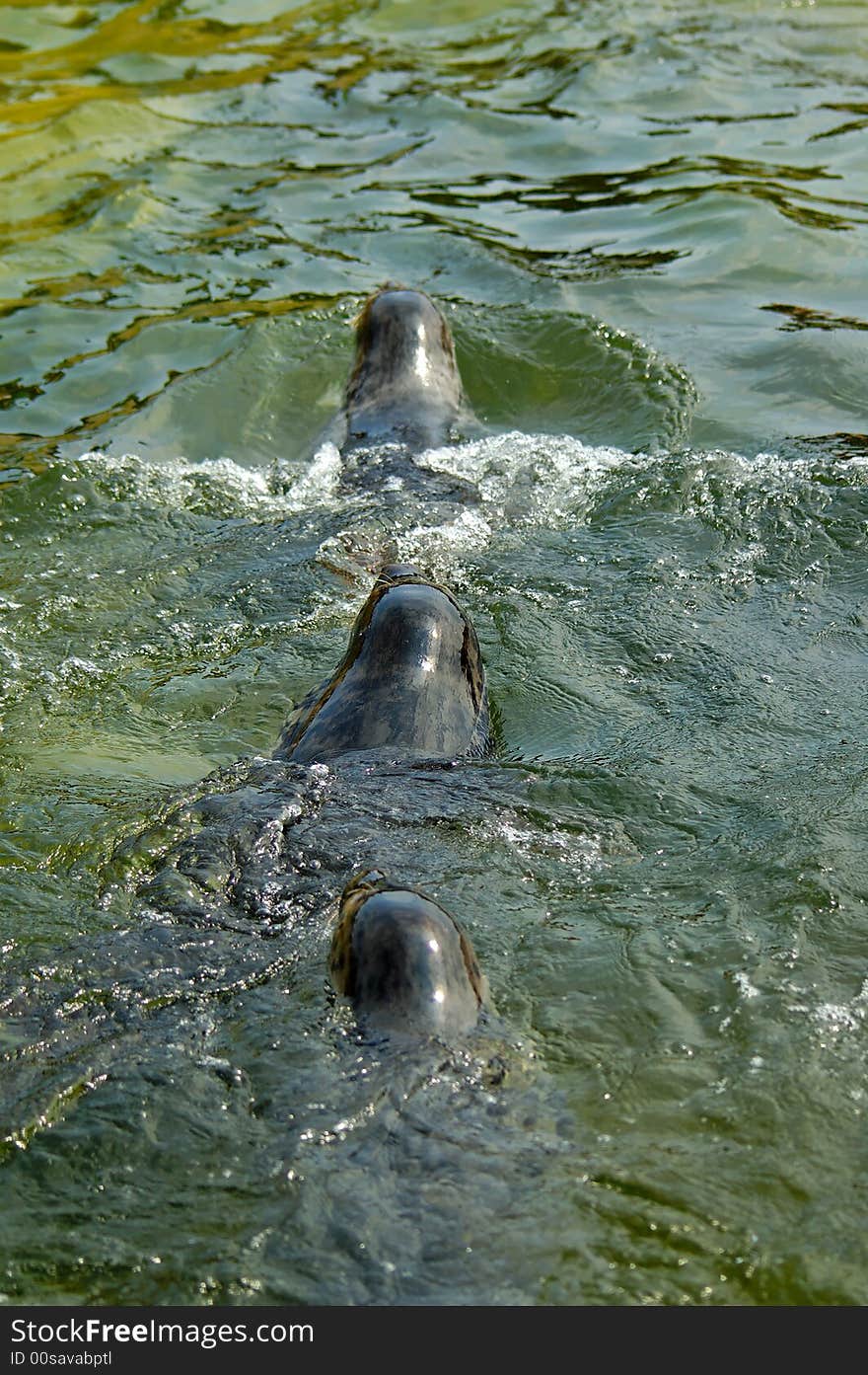 Seal play in seal house in Poland