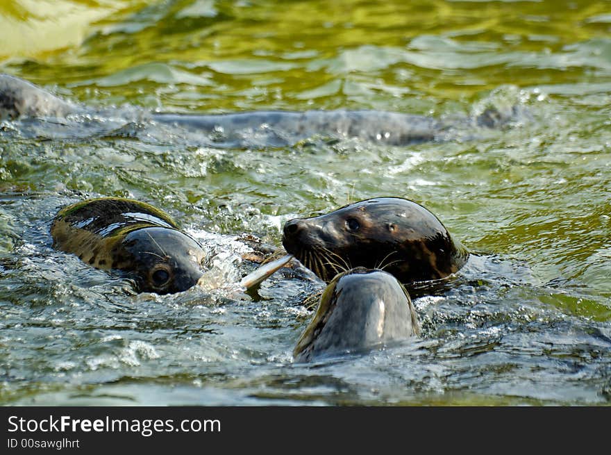 Seal play in seal house in  Poland