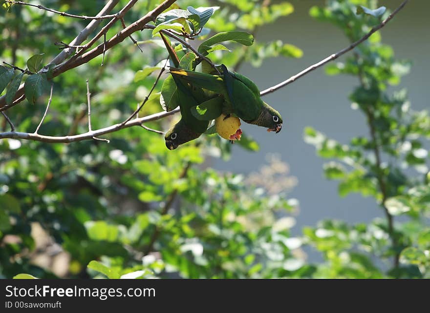 Two wild parrots eating fruit