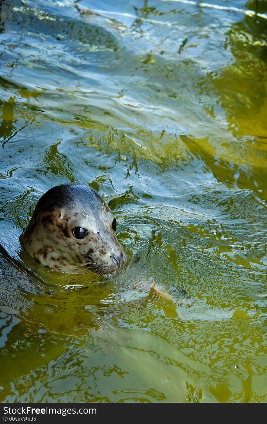 Seal play in seal house in Poland