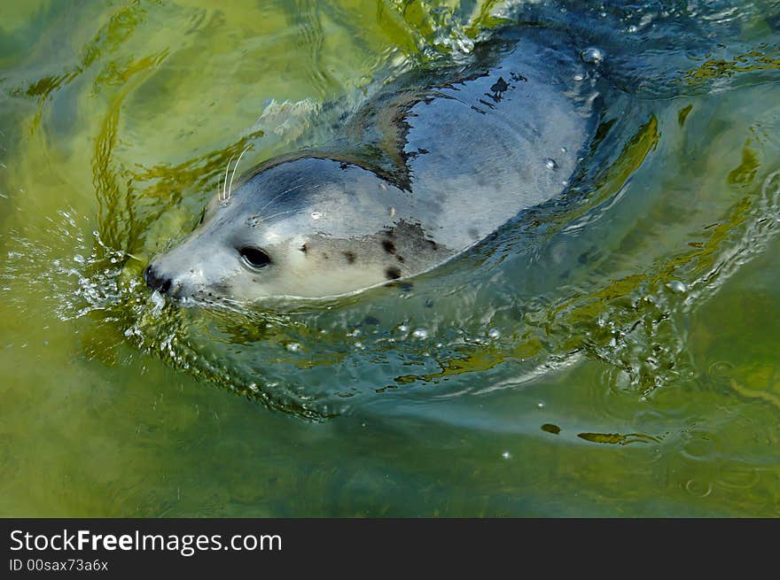 Seal play in seal house in  Poland