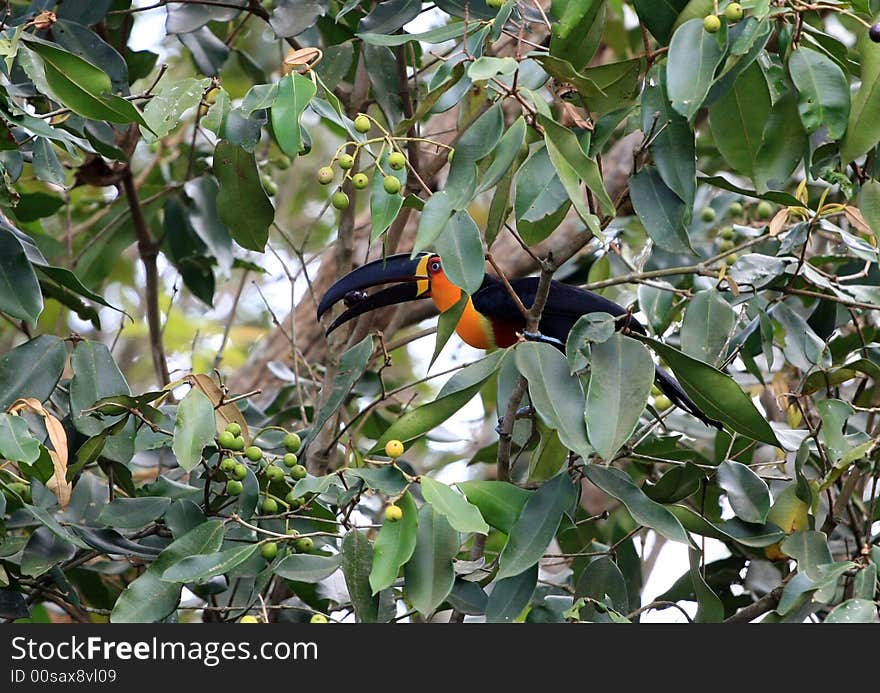 A wild toucan eating fruit