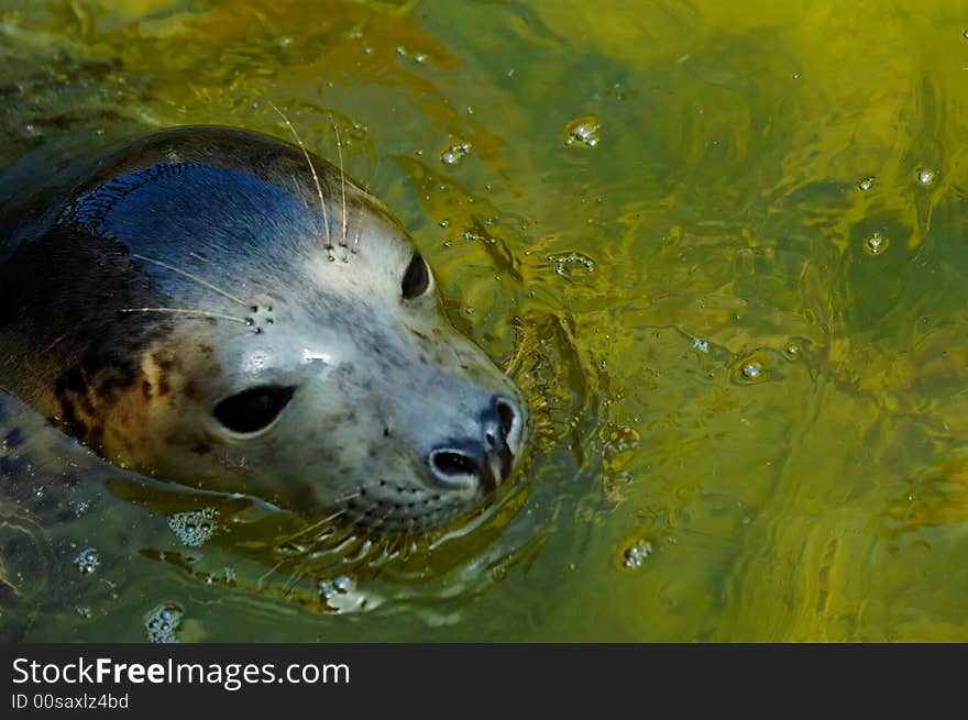 Seal play in seal house in  Poland