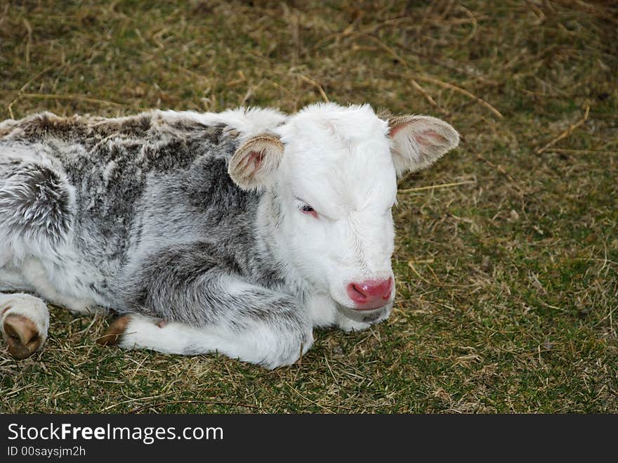 A baby cow on the farm land