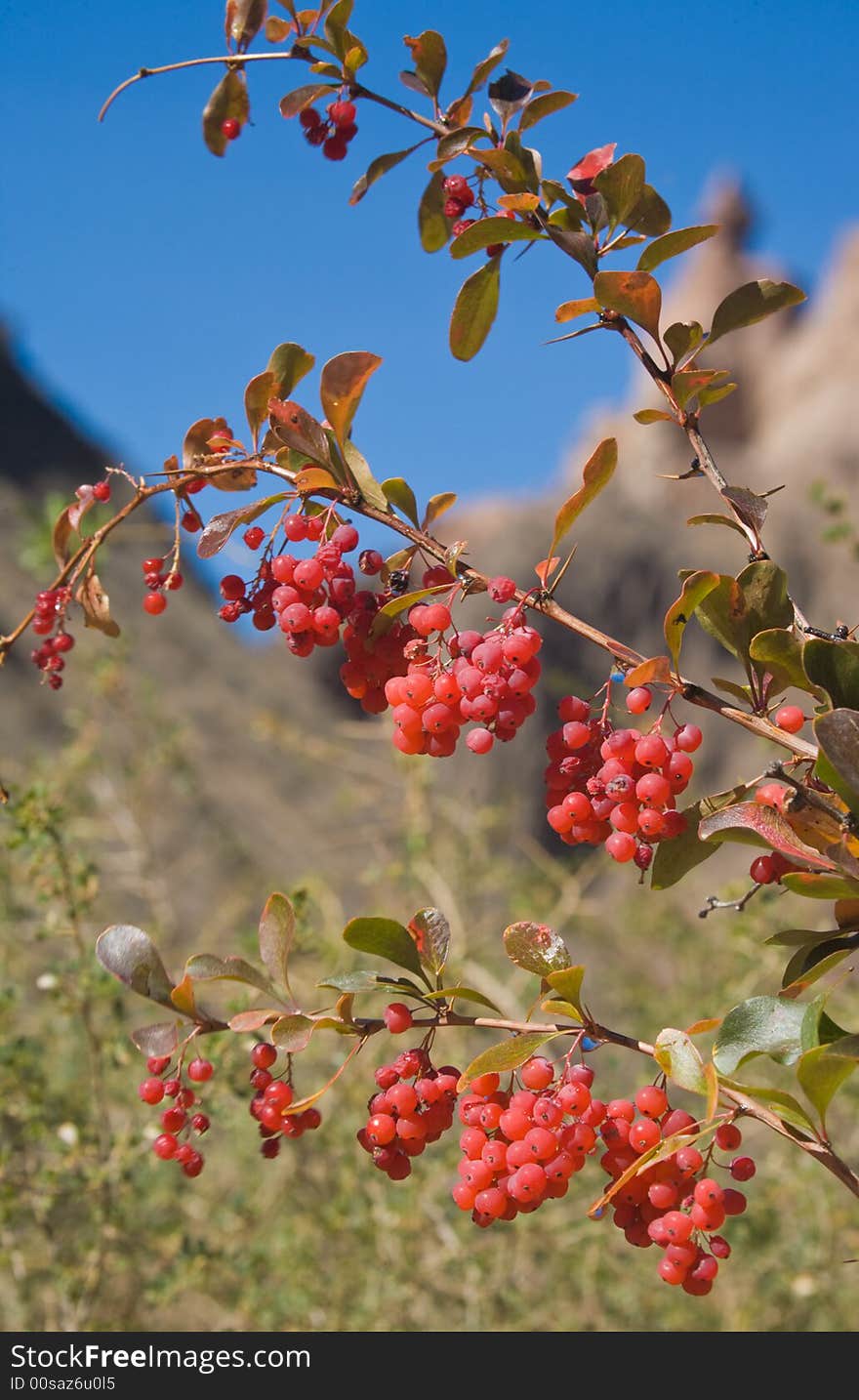 Branch hawthorn. Postcard themes. Holiday