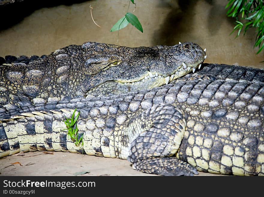 Portrait of nice nile crocodile. Portrait of nice nile crocodile