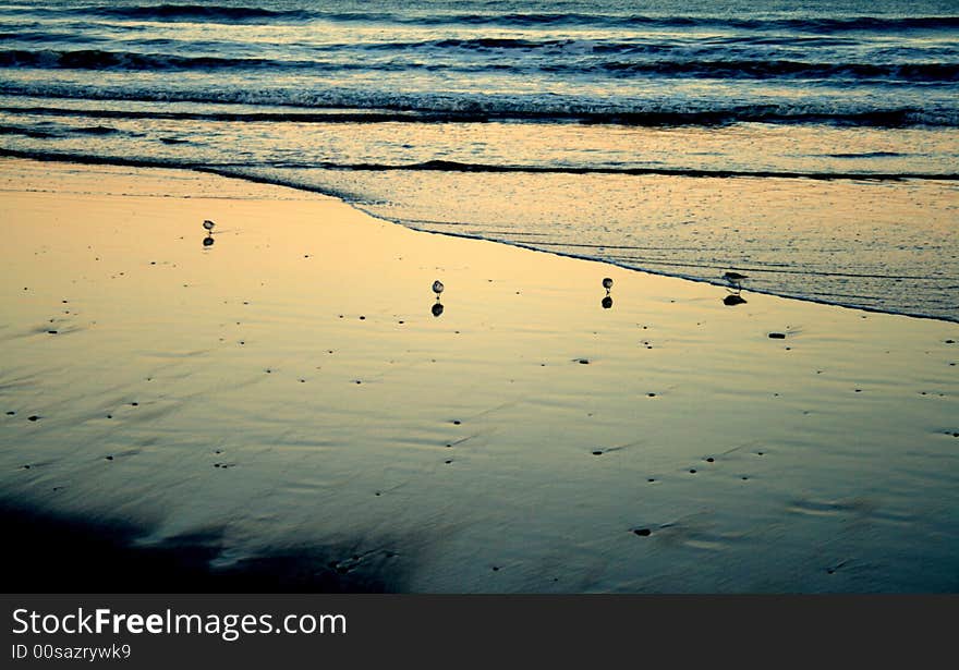 Small feeding birds, chased by the ocean tide, aberdeen beach. Small feeding birds, chased by the ocean tide, aberdeen beach