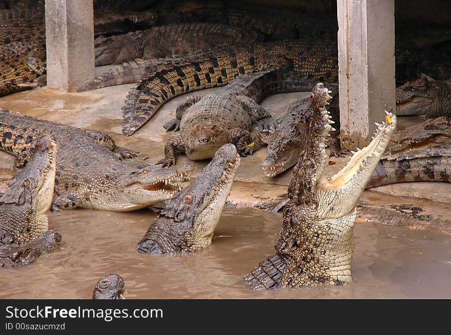 Hungry alligator in the water