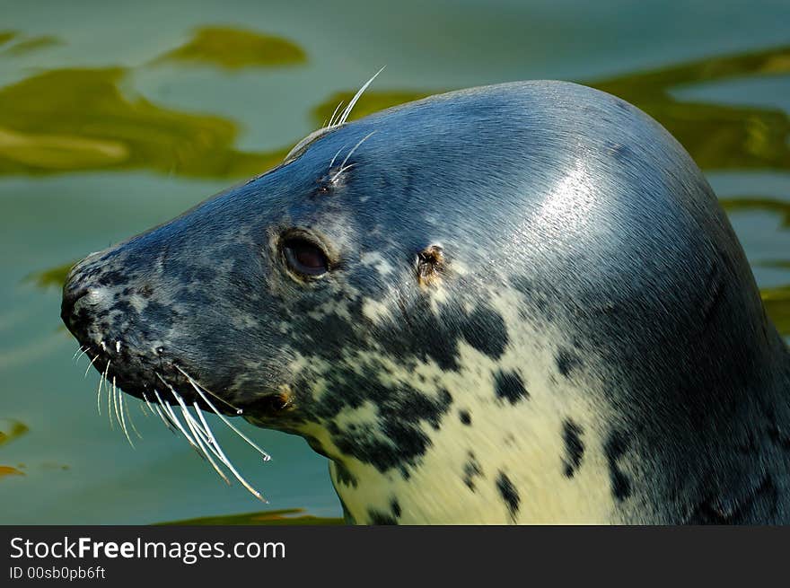 Seal play in seal house in Poland