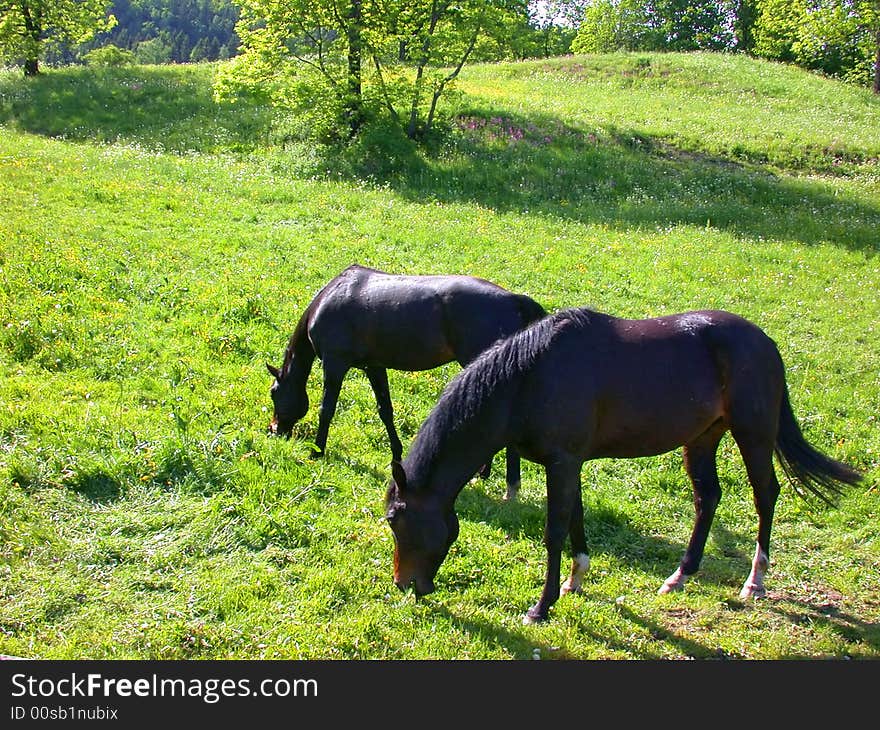 Two horses grazing in a field