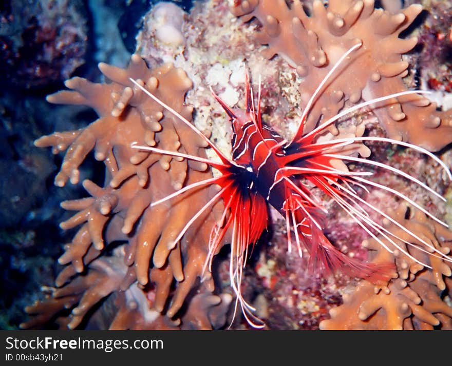 Lion fish