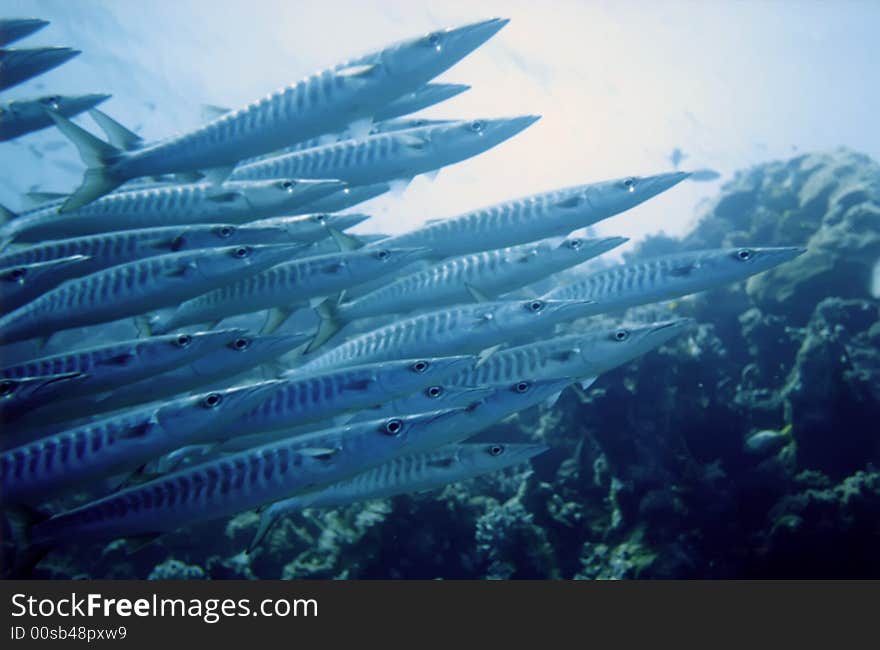 School Of Barracudas