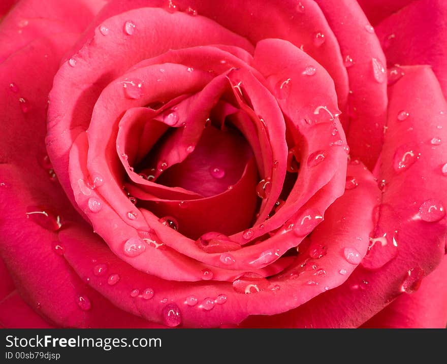 Pink rose with water drops, macro shot