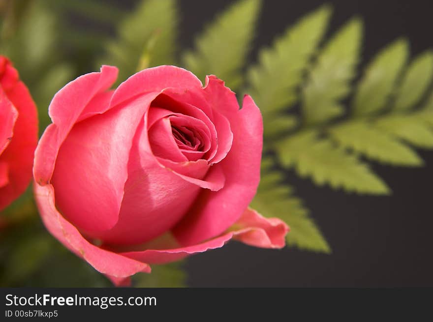 Pink fresh rose over black background. Pink fresh rose over black background