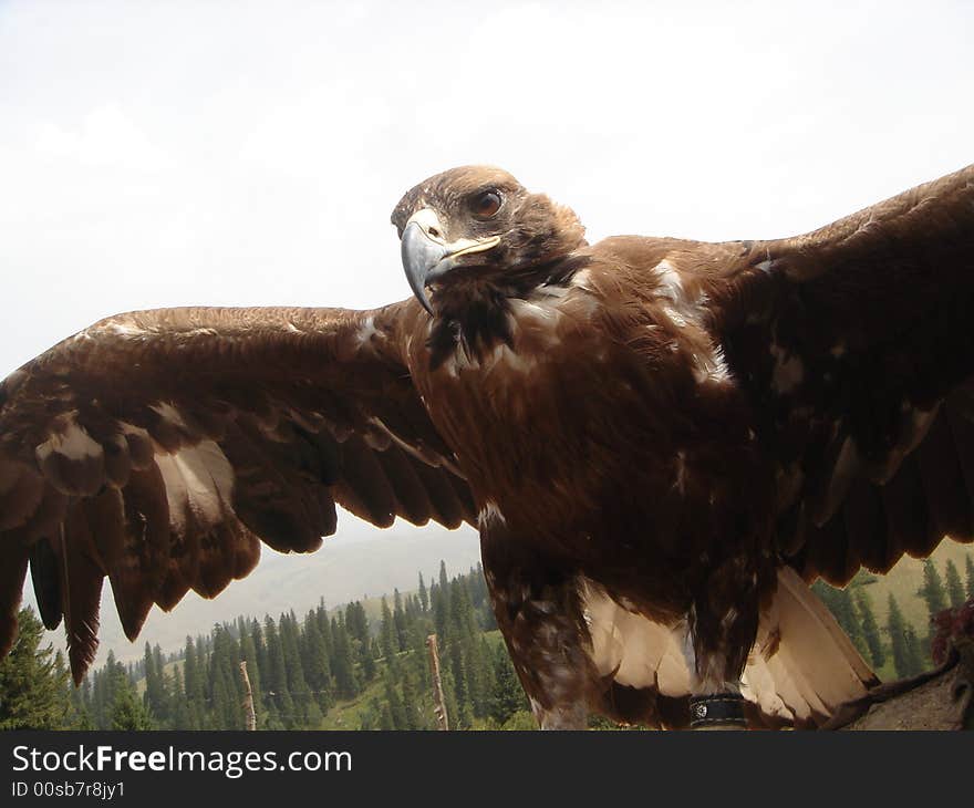 A mongolian eagle flying in the sky