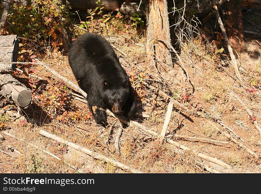 Black Bear,Yellowstone