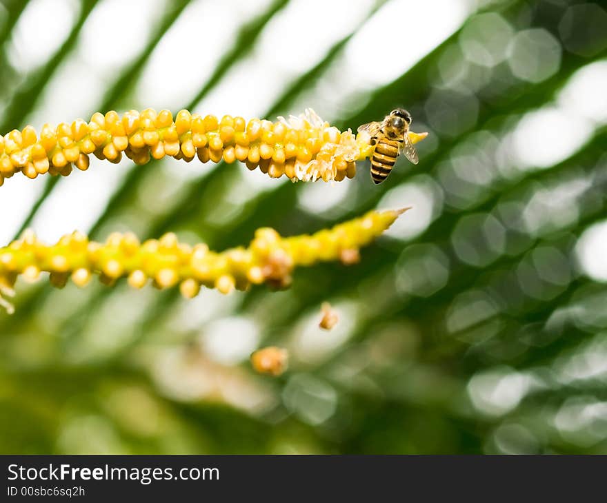 Bee Feeding On Palm Flower