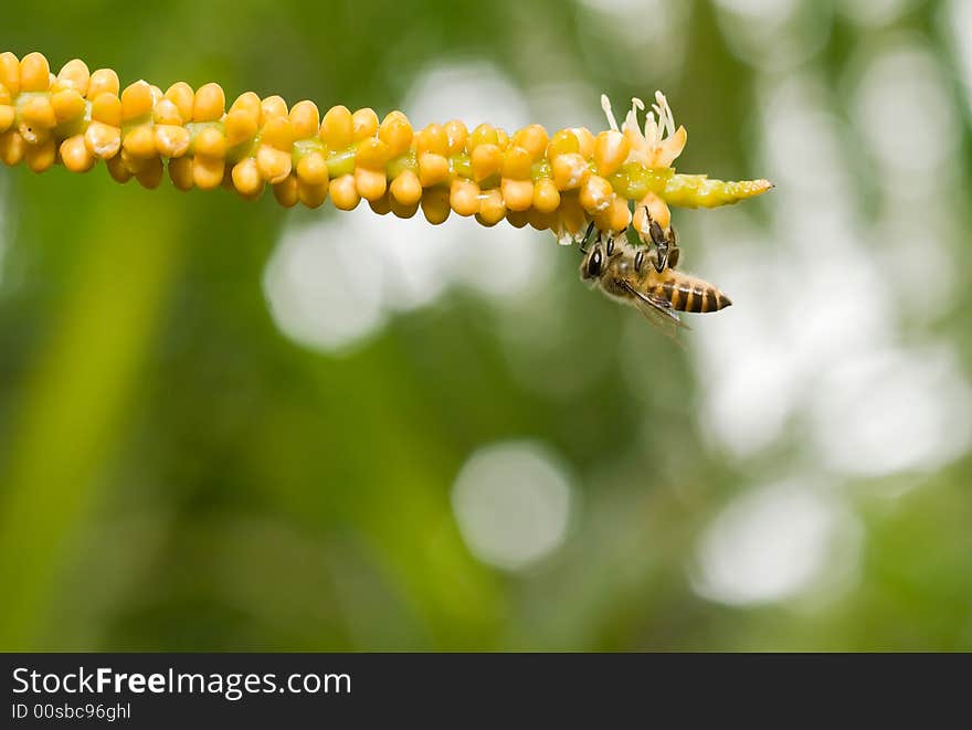 Bee Feeding On Palm Flower