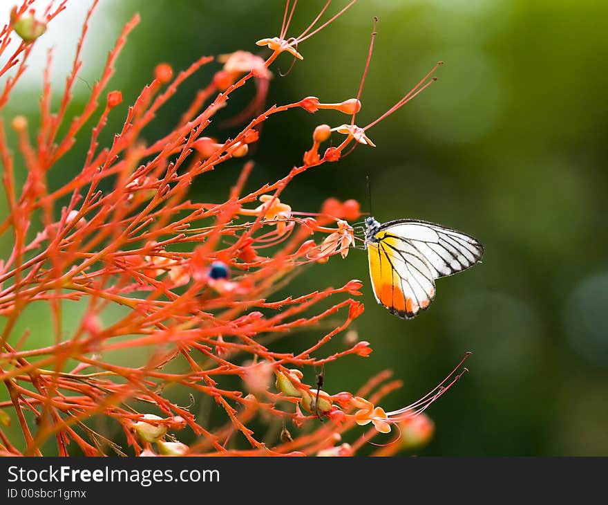 Painted Jezebel Butterfly on a complex inflorescence high in a tree