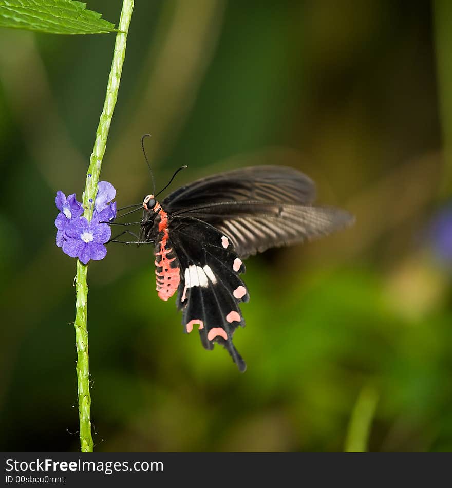 Common Rose Butterfly foraging on a common snakeweed flower while continuously fluttering its wings