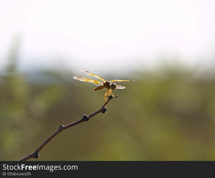 Dragonfly perched on a twig about to take to the air. Background is blurred by DOF. Dragonfly perched on a twig about to take to the air. Background is blurred by DOF