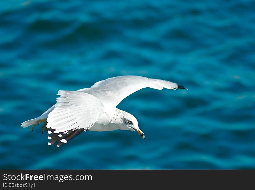 Seagull flying above the water on a sunny day. Seagull flying above the water on a sunny day