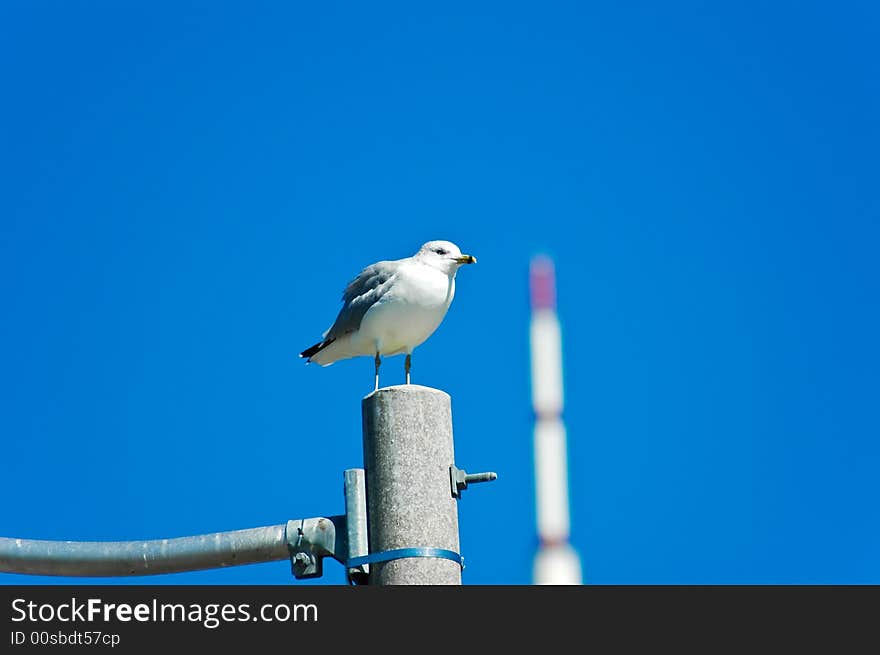 Seagull and CN Tower