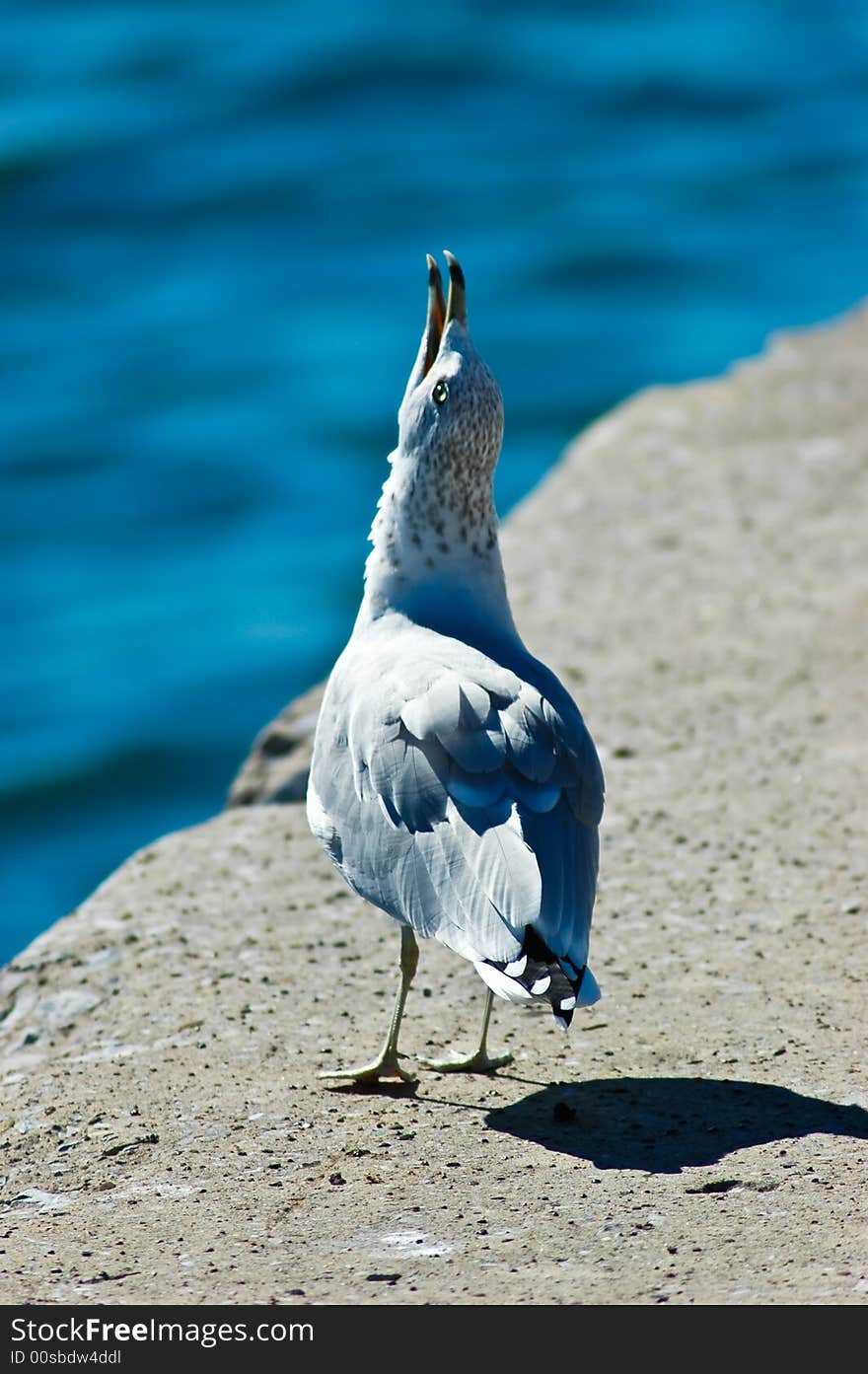 Seagull Singing