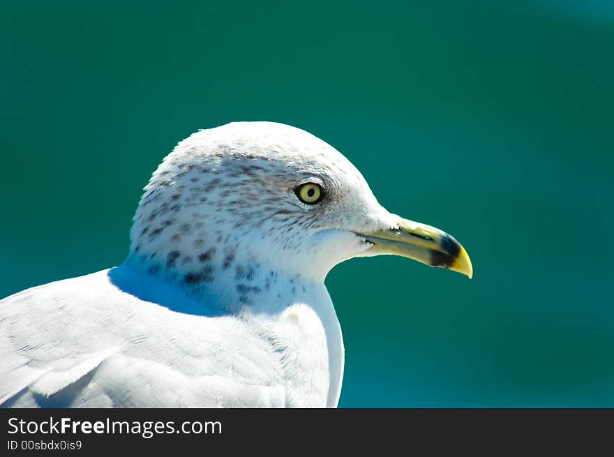 Relaxing Seagull