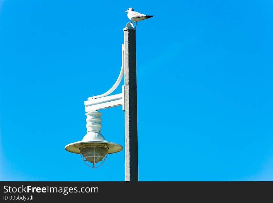 Seagull On The Lookout