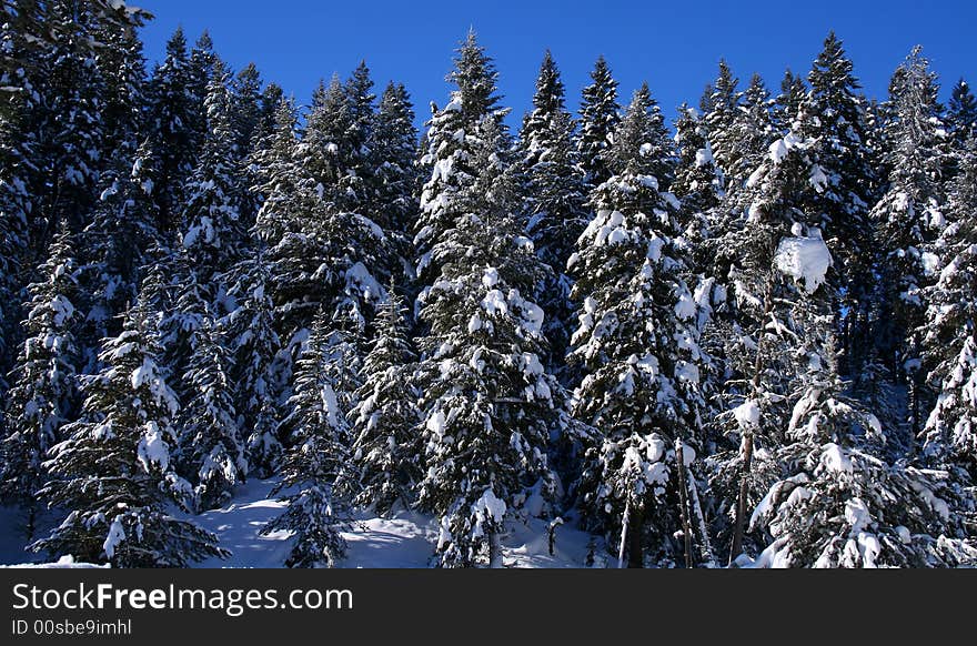 Snow Covered Trees  13