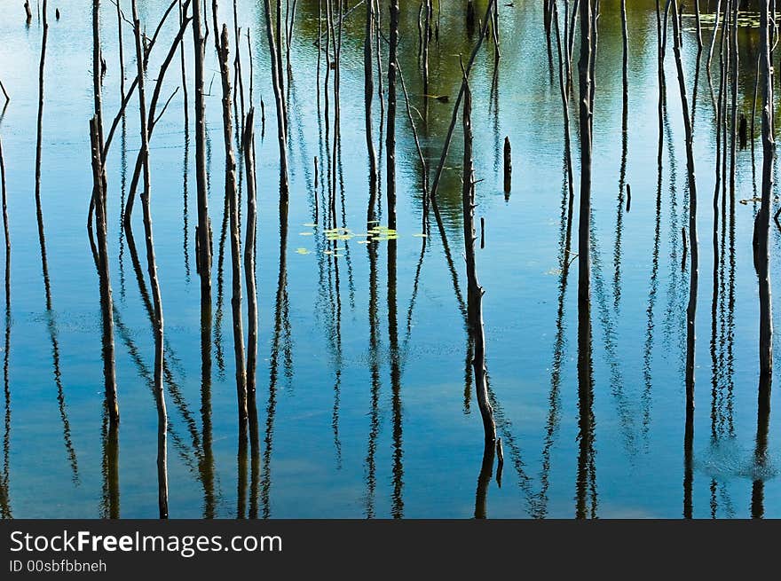 Reflection of the branches off the water. Reflection of the branches off the water