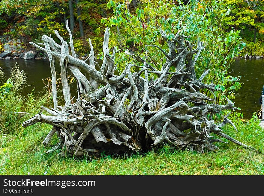 Dead tree roots beside the lake shore