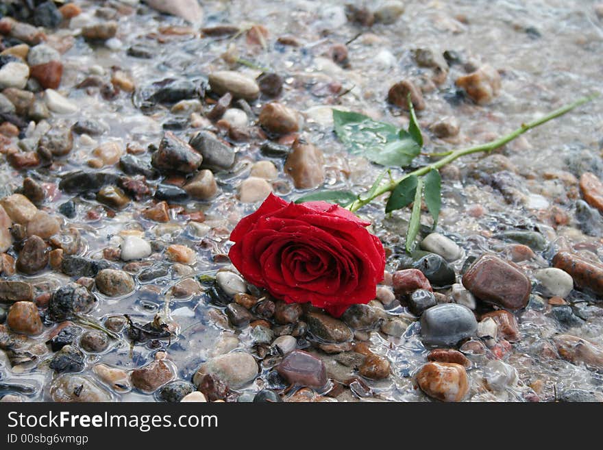 Single red rose laying on a beach shore. Single red rose laying on a beach shore