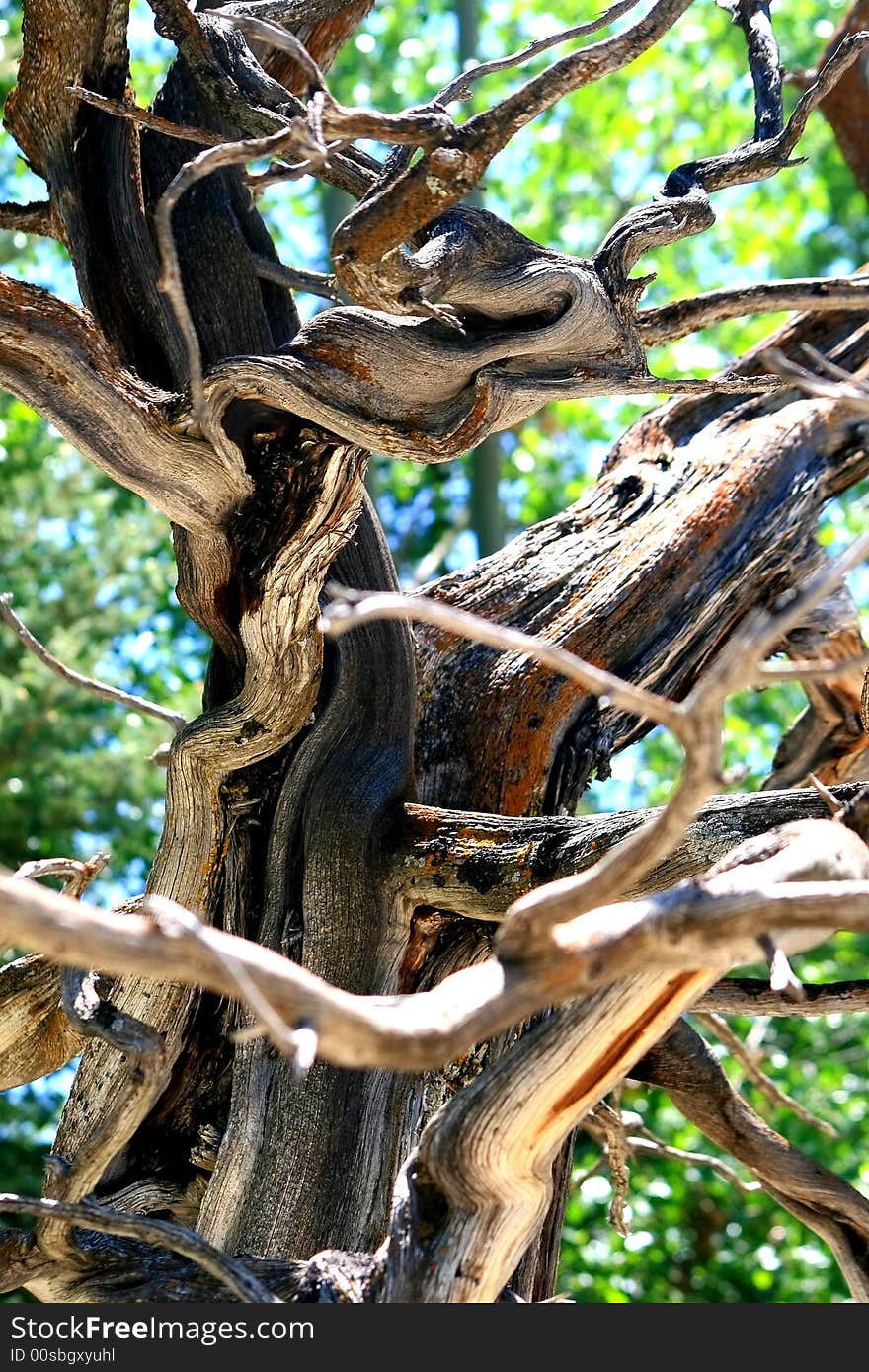 Dead limbs of dead tree in a garden in Vail, Colorado. Dead limbs of dead tree in a garden in Vail, Colorado