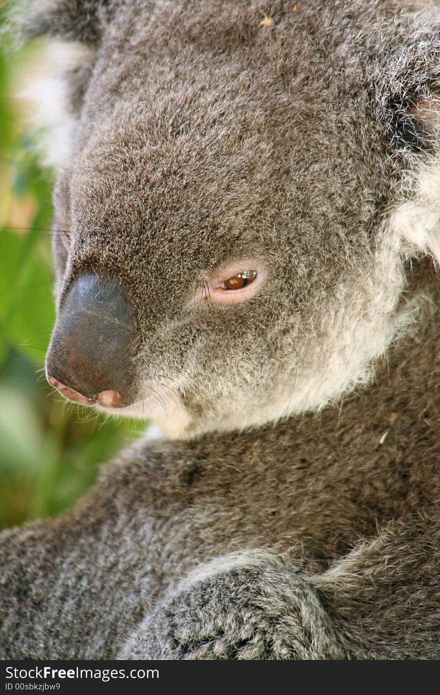 Koala