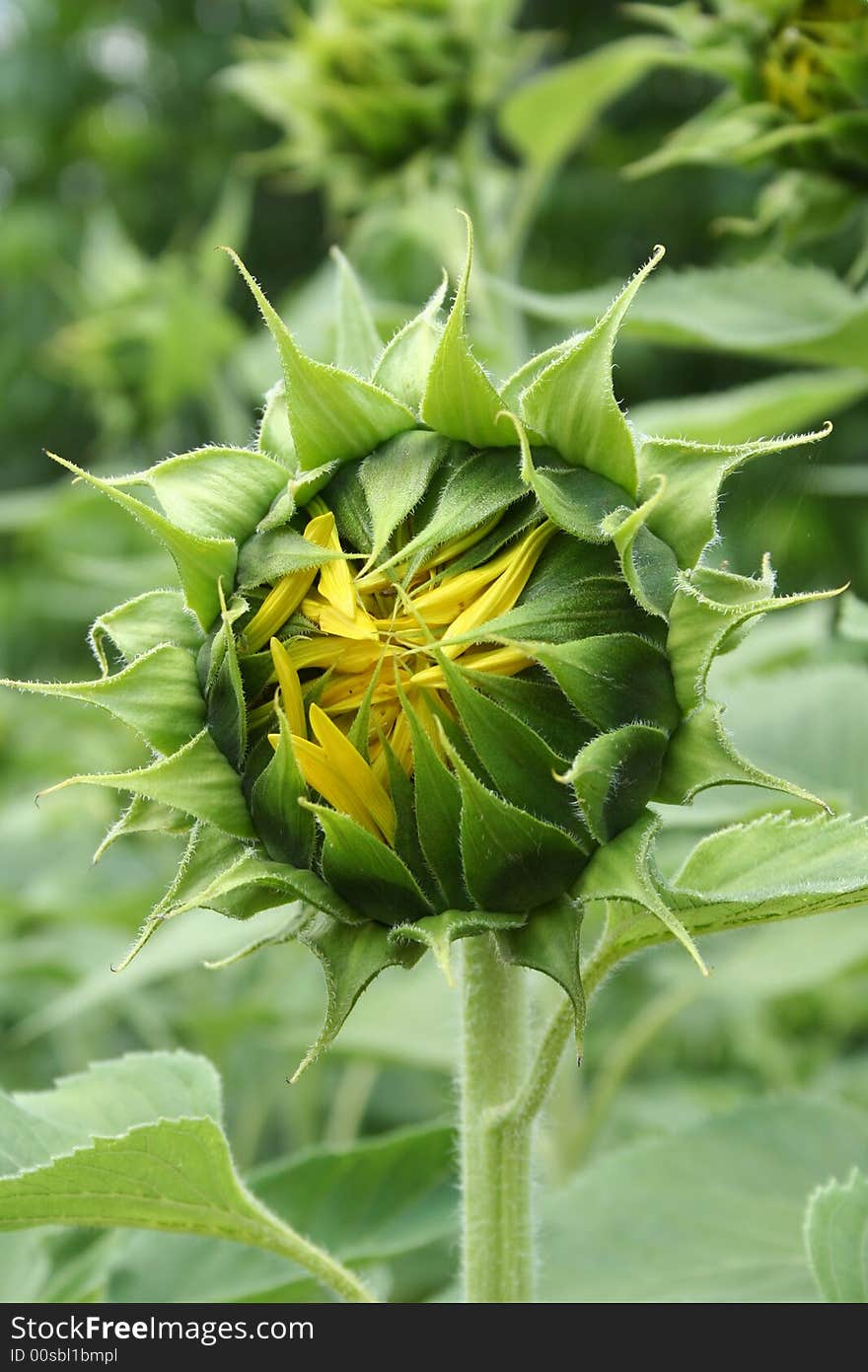 Sunflower Bud