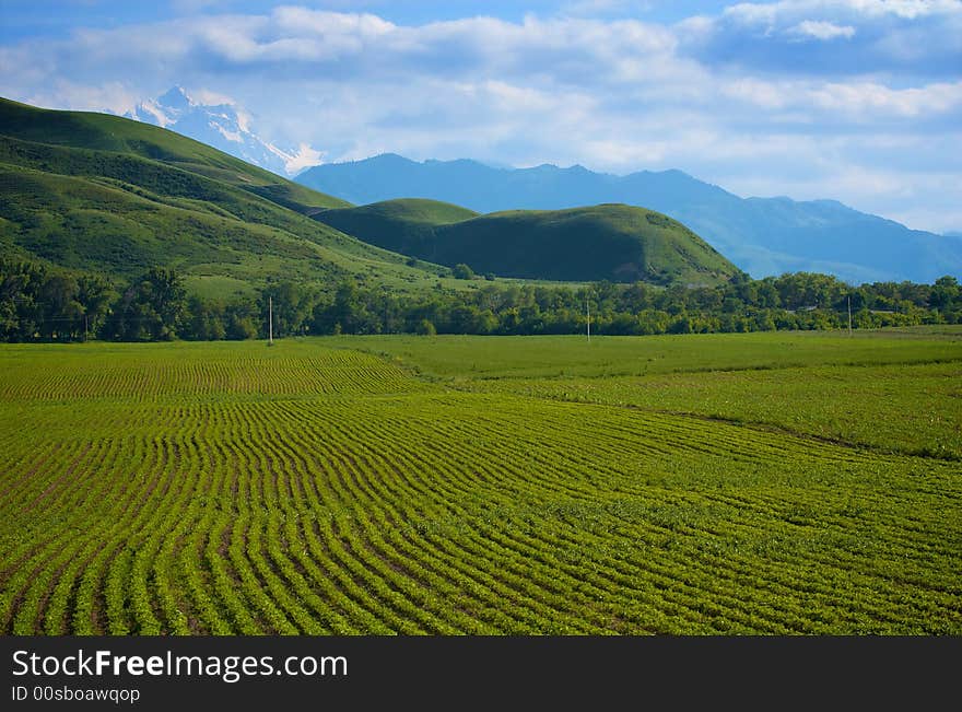 Field with green ripe wheat