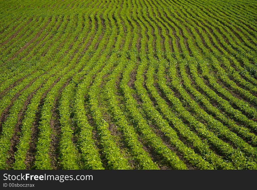 Field with green ripe wheat