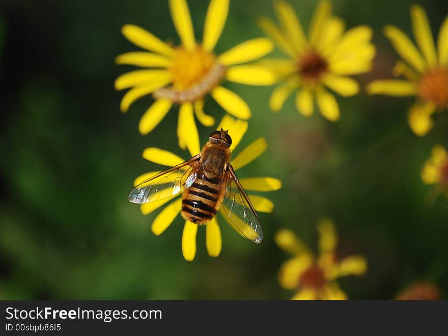 Fly on yellow flower, macro. Fly on yellow flower, macro