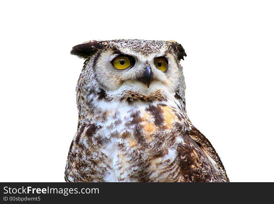 Isolated Great Horned Owl Perched and Ready for Flight. Isolated Great Horned Owl Perched and Ready for Flight