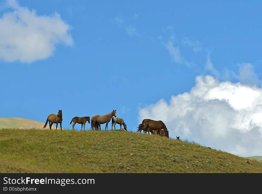 The herd of horses is grazed in the mountain valley